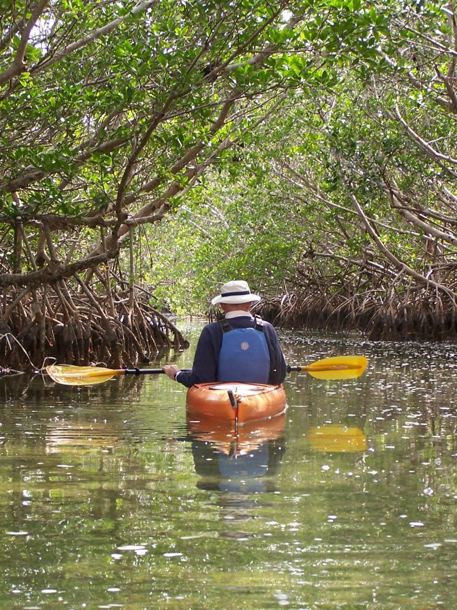 Kayak in mangroves